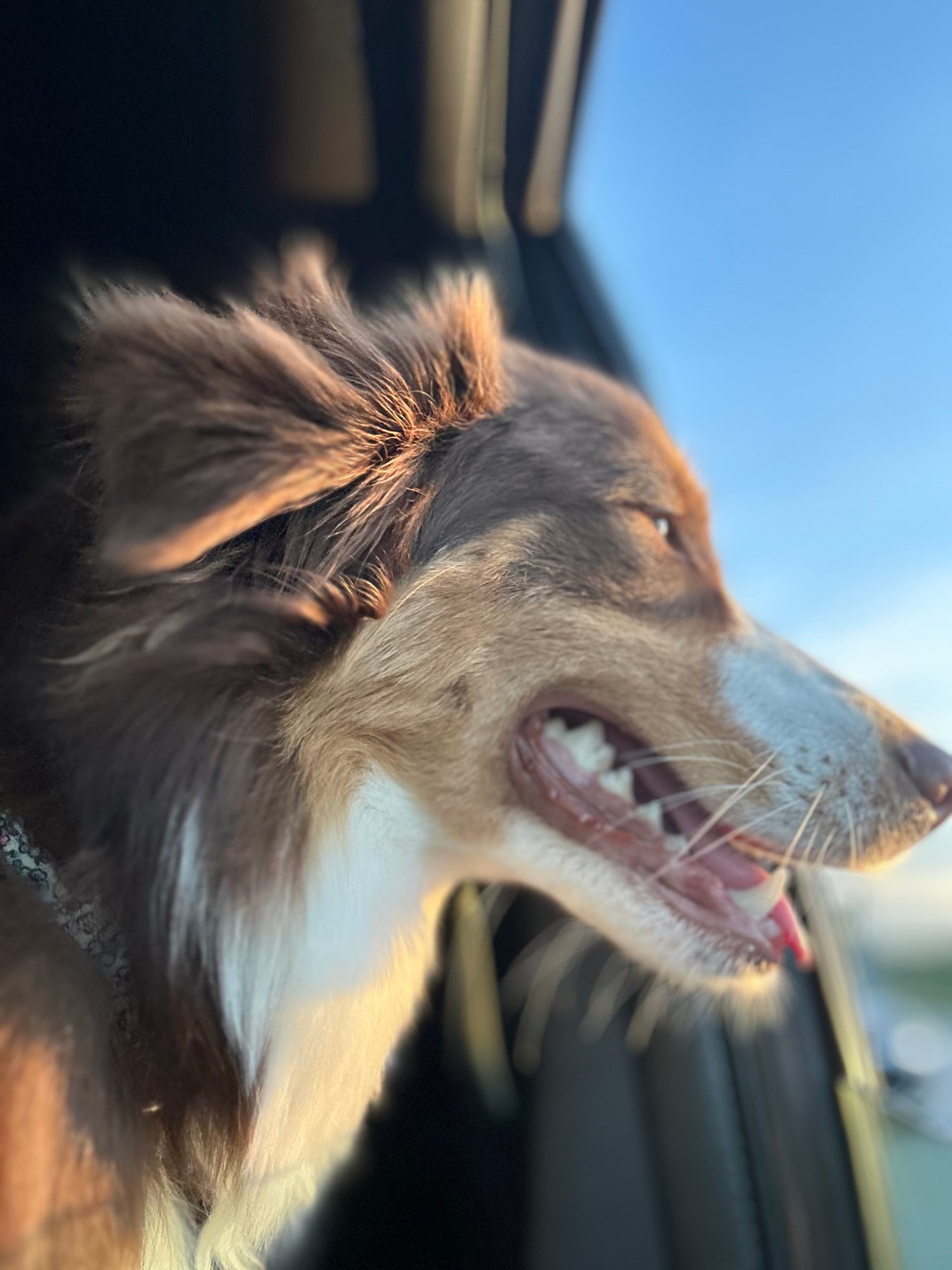 Sunshine Shepherds