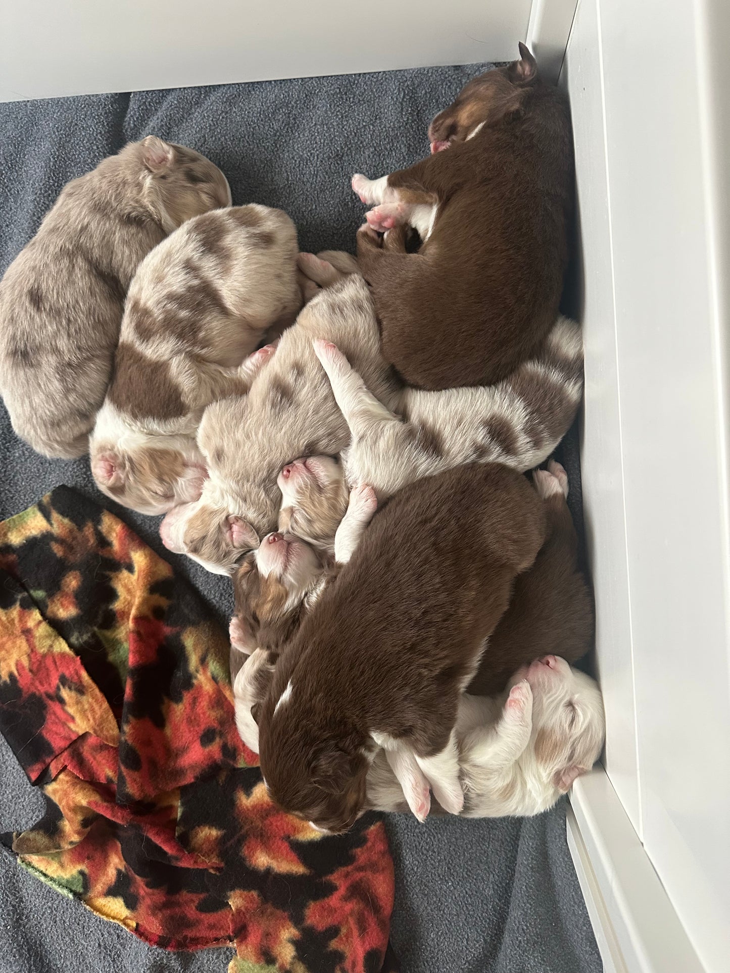 Puppy Reservation Deposit – Sunshine Shepherds