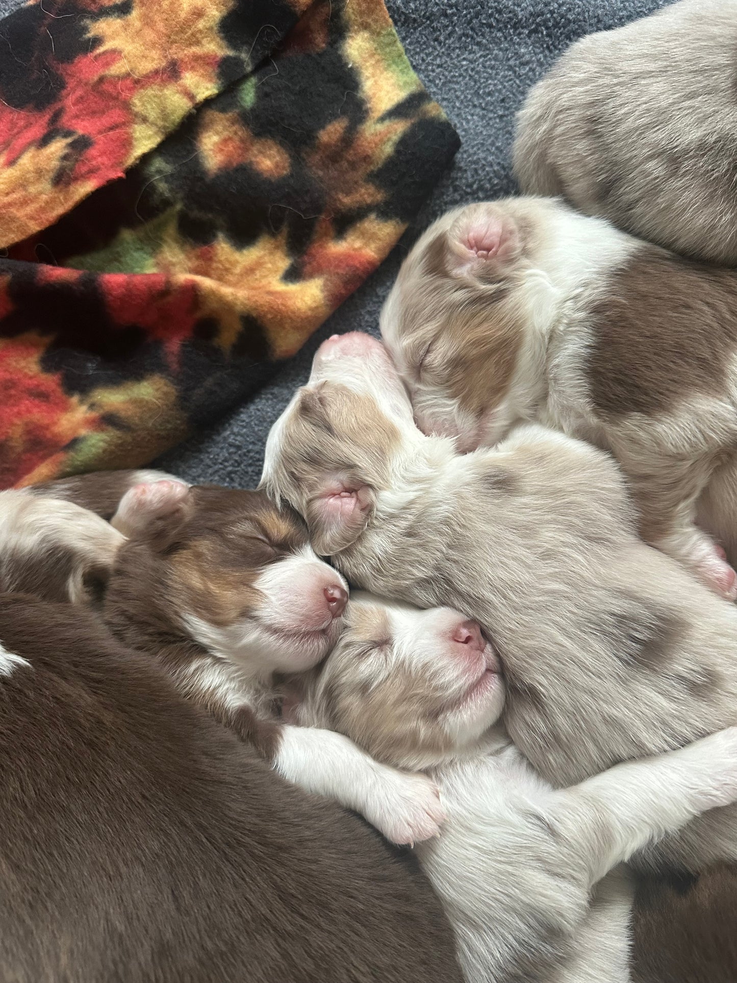 Puppy Reservation Deposit – Sunshine Shepherds