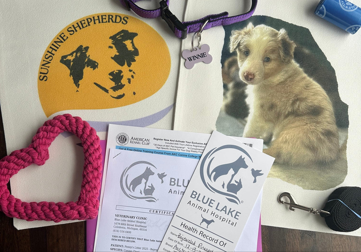 A flat-lay of a dog adoption package featuring a white canvas tote bag with 'Sunshine Shepherds' branding, a purple collar, a pink heart-shaped rope toy, a blue leash, a puppy photo print, and documents from Blue Lake Animal Rescue on a dark wooden table.