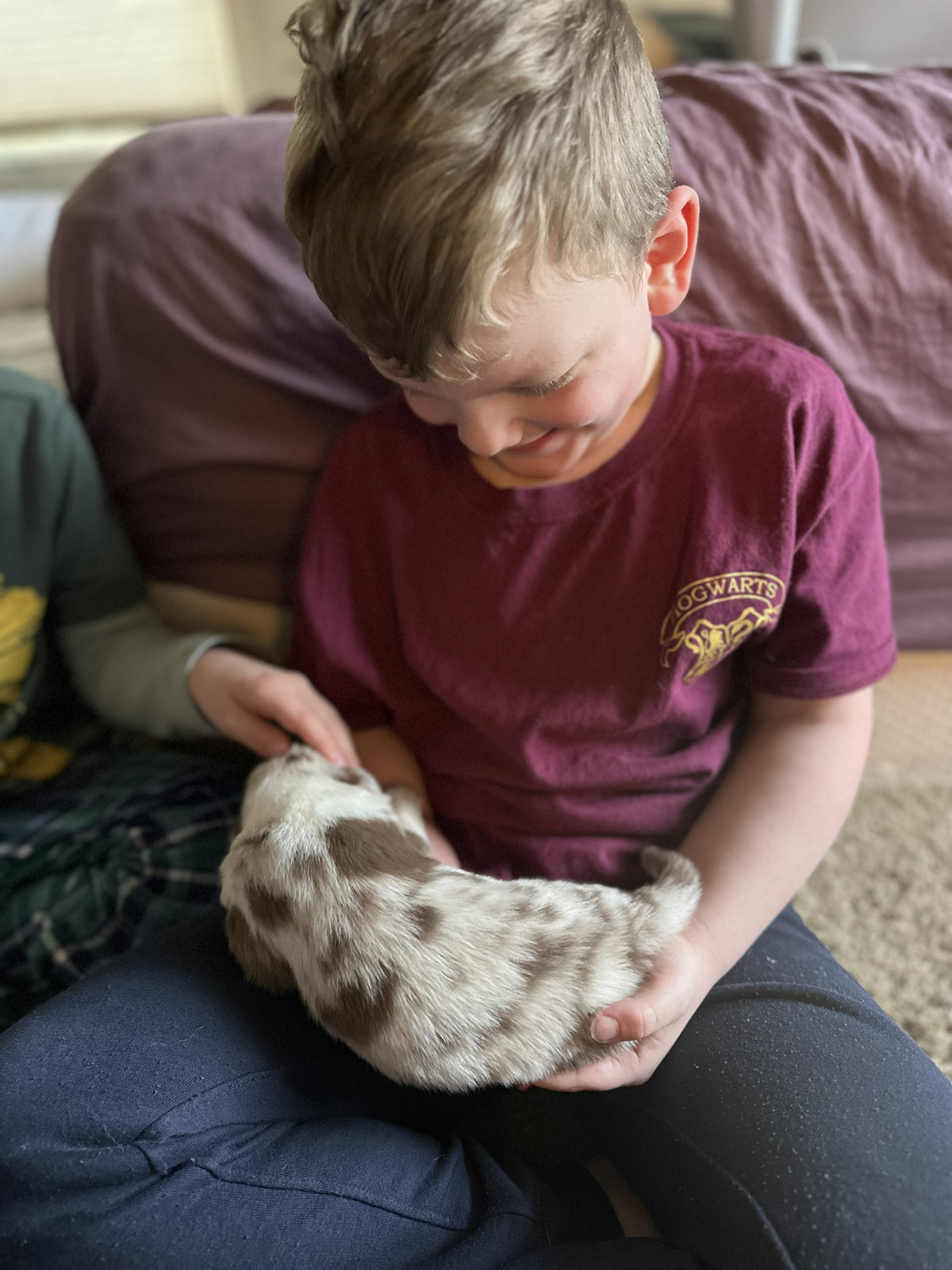 Puppy Reservation Deposit – Sunshine Shepherds