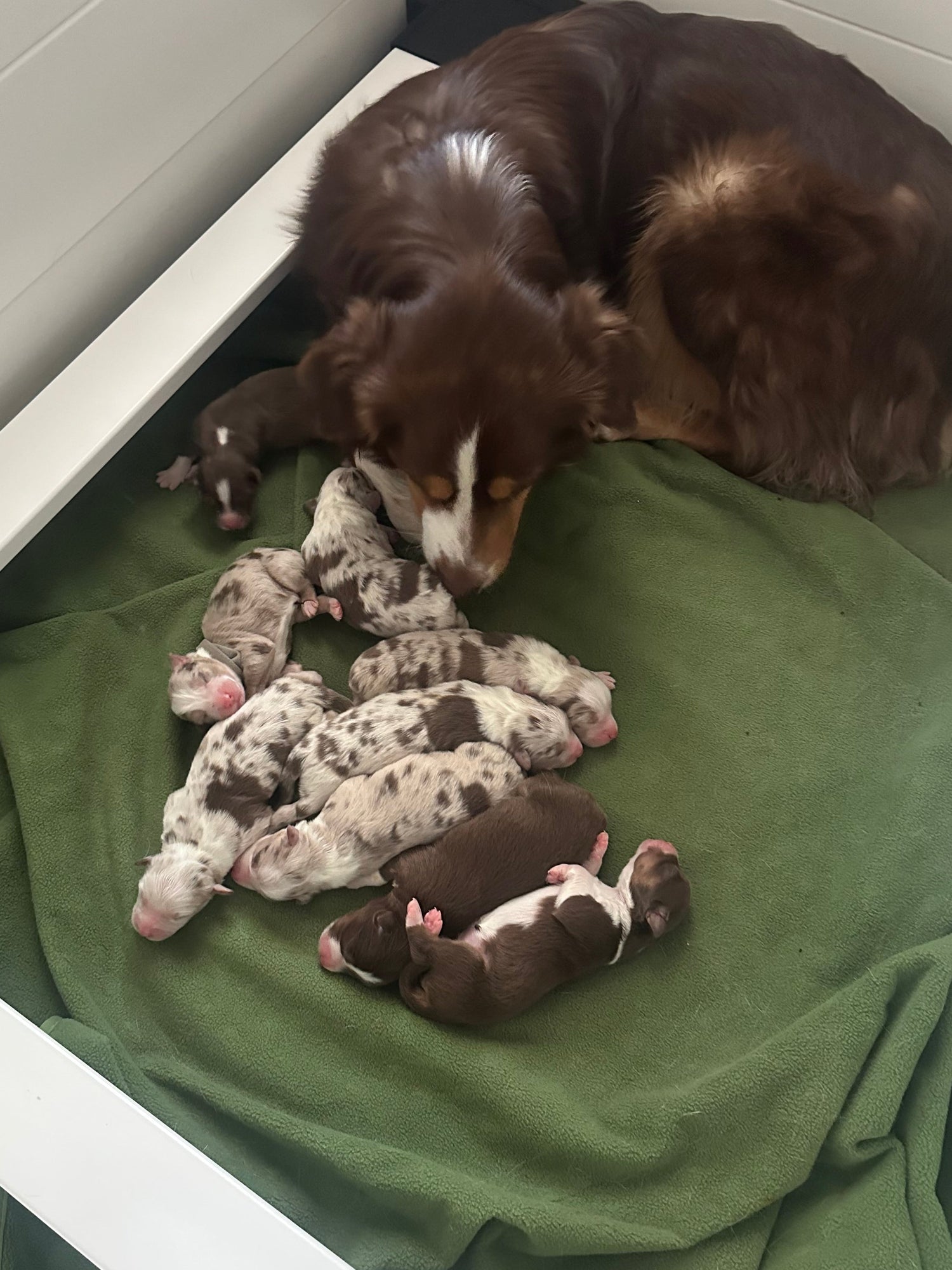 aussie with new litter in whelping box